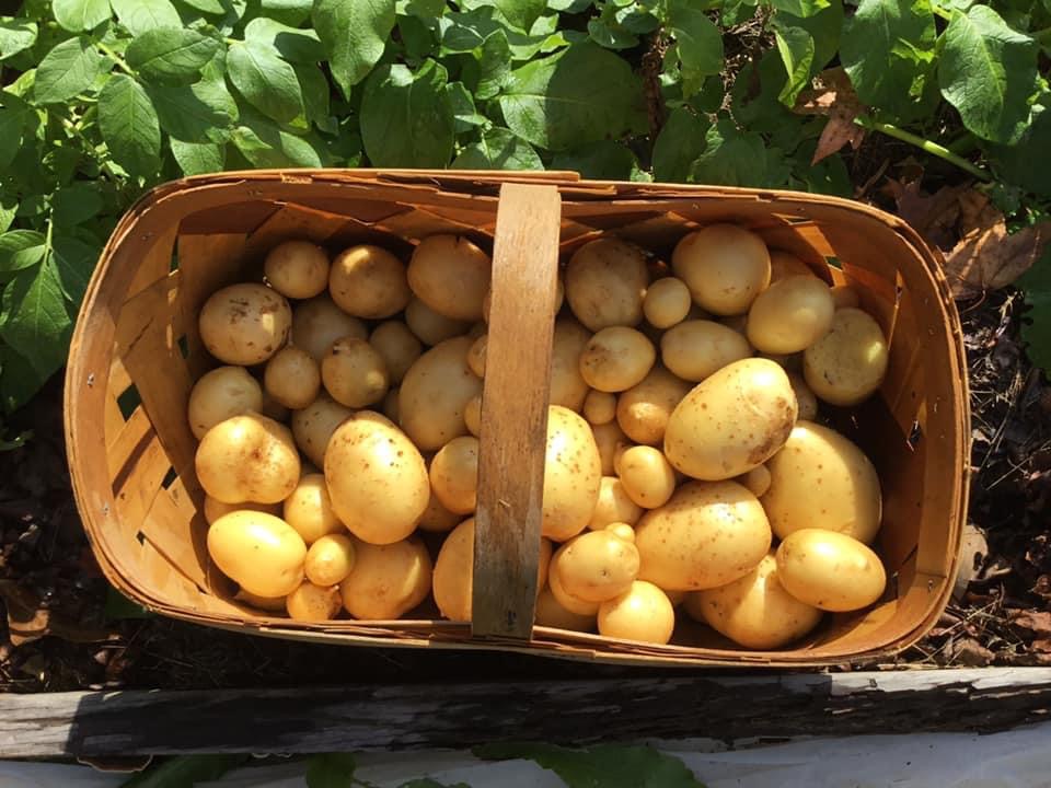 Fall Potato Harvest, Good or Bad? – Faith and Family Homestead