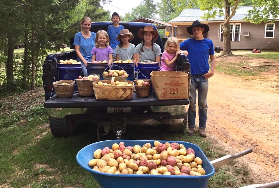 Fall Potato Harvest, Good or Bad? – Faith and Family Homestead